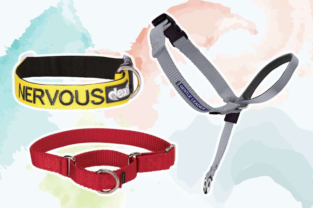 Top Rated Collars and Leashes