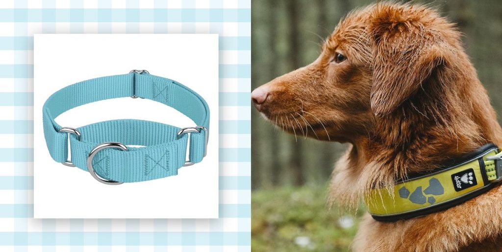 Top Rated Collars and Leashes