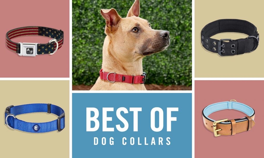 Top Rated Collars and Leashes