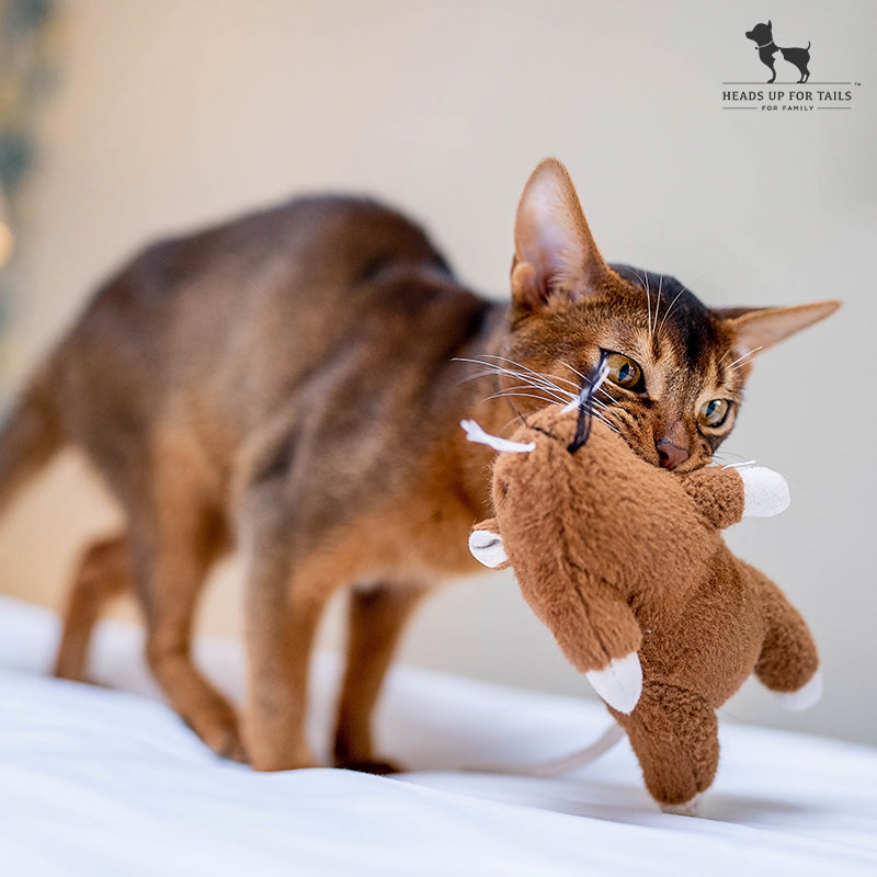 Uncover the Best Cat Toys for Your Furry Friend