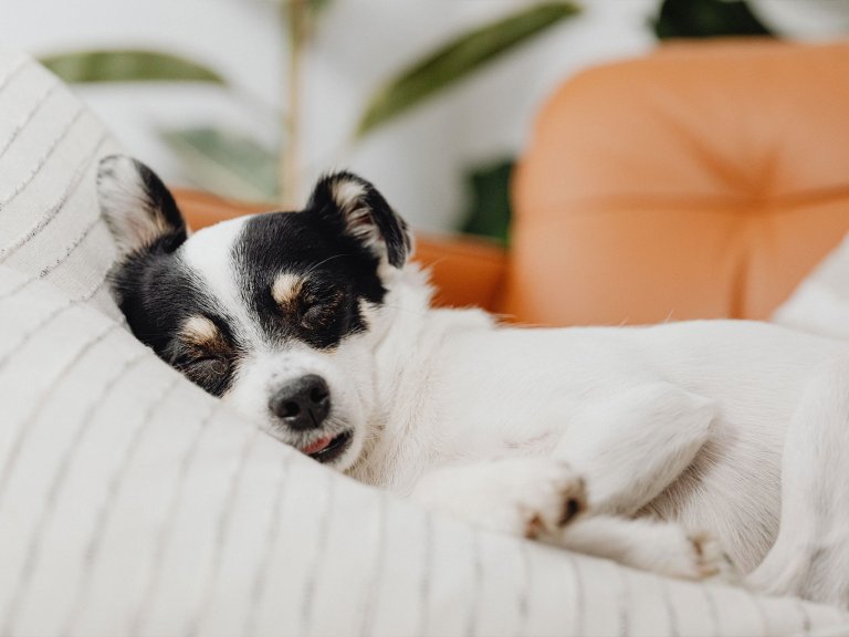 What is the Best Bedtime for Dogs?