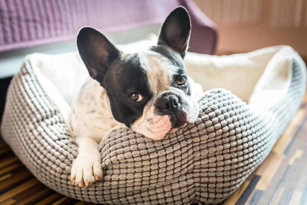 What is the Best Bedtime for Dogs?