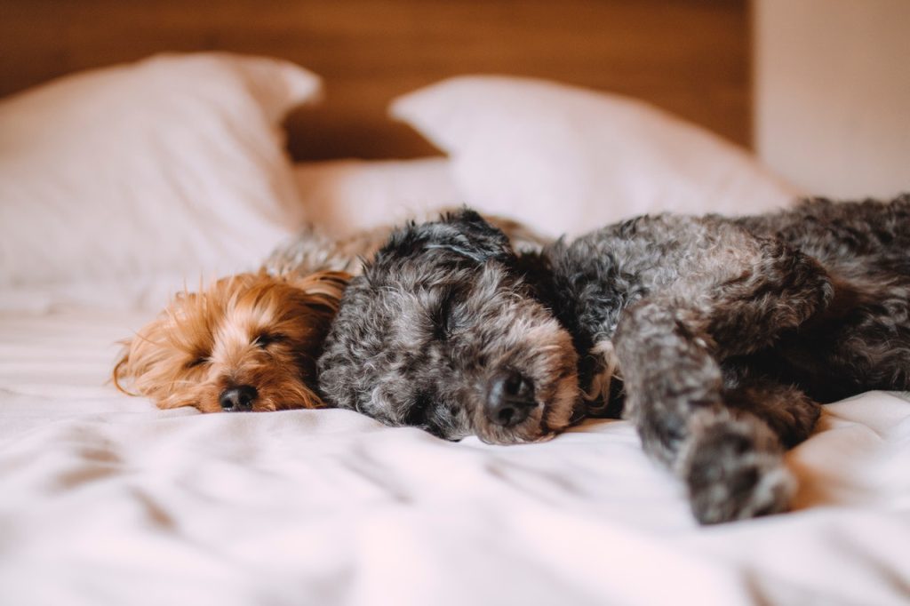 What is the Best Bedtime for Dogs?