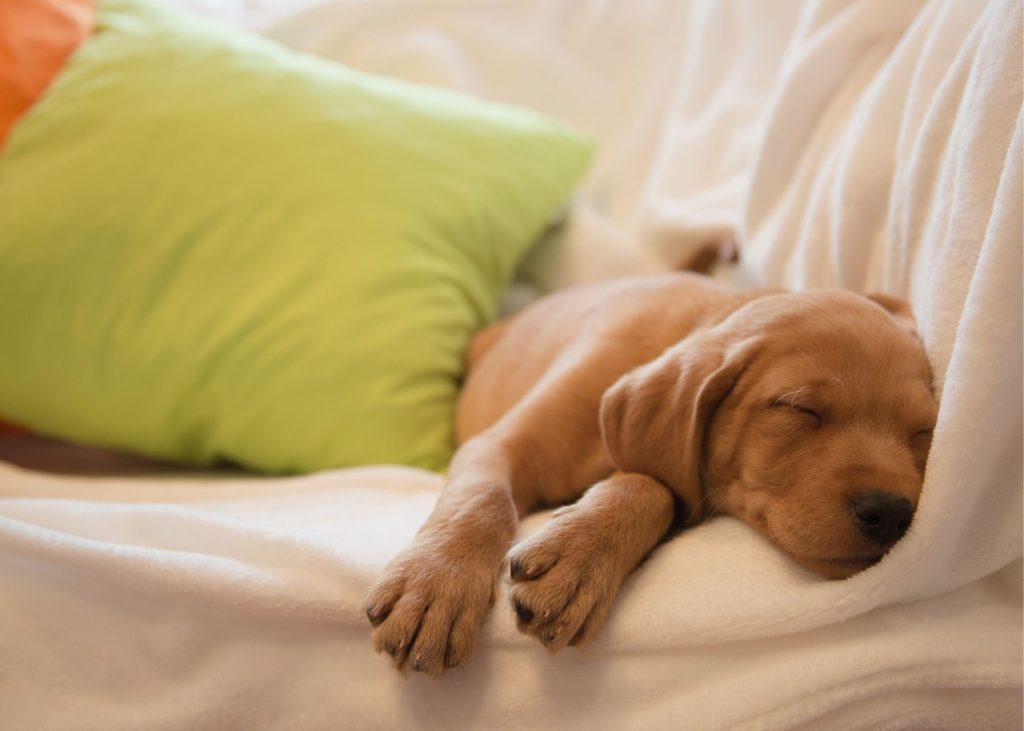 When to Put Your Puppy to Bed