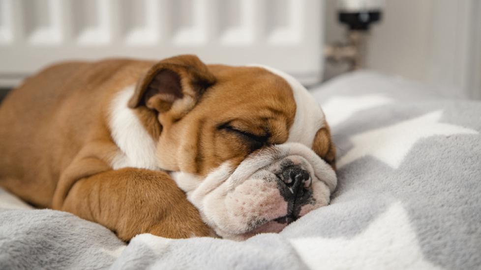 When to Put Your Puppy to Bed