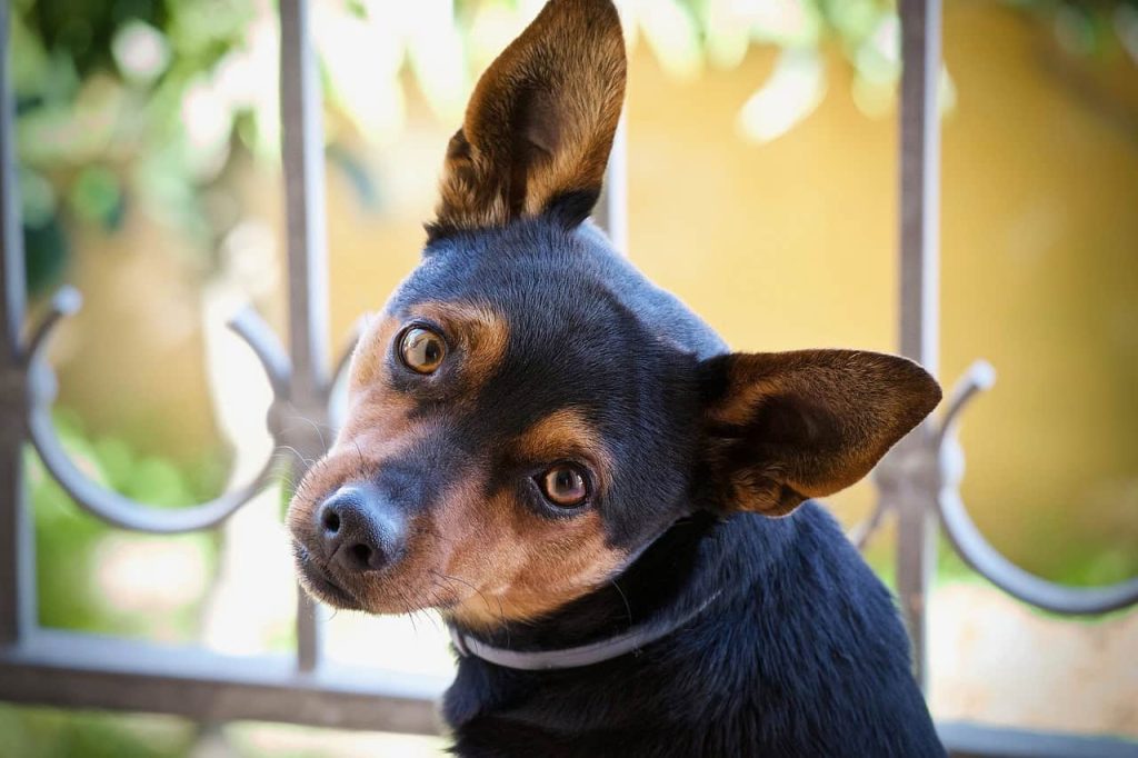 Choose the Best Dog Muzzles for Your Beloved Pets