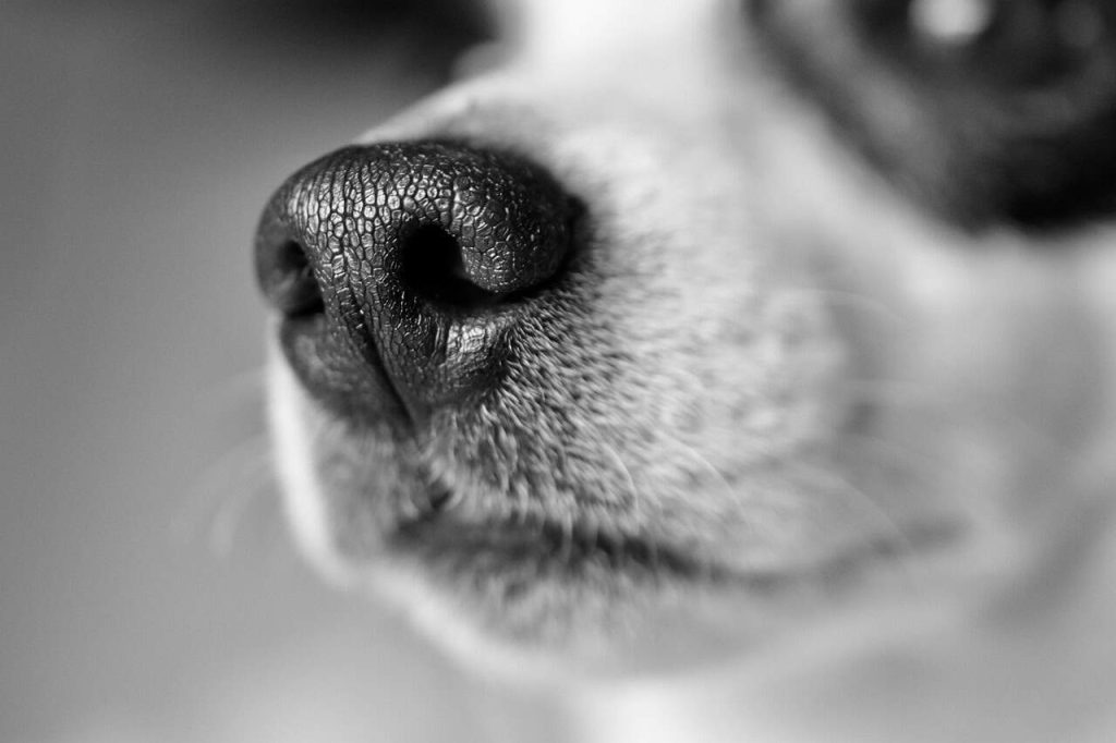 Choose the Best Dog Muzzles for Your Beloved Pets