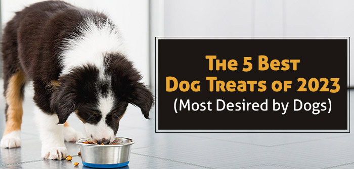 Top 5 Best Dog Treats for Your Furry Friend