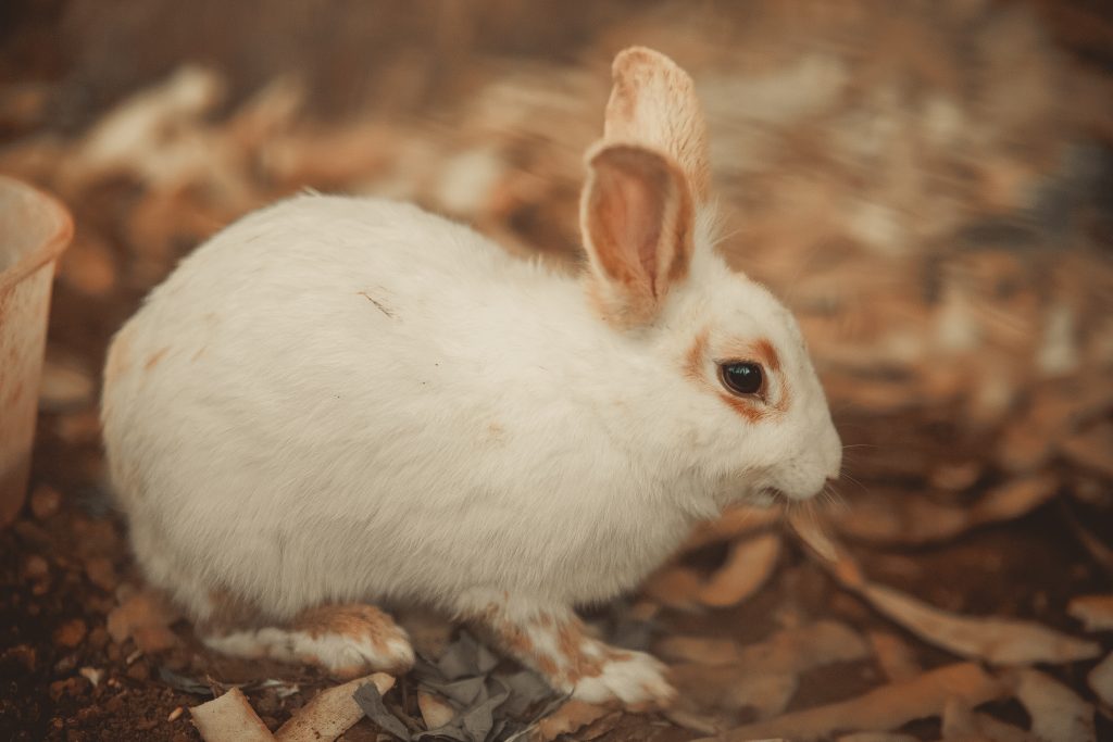 Top-rated Shampoo and Conditioner for Pets