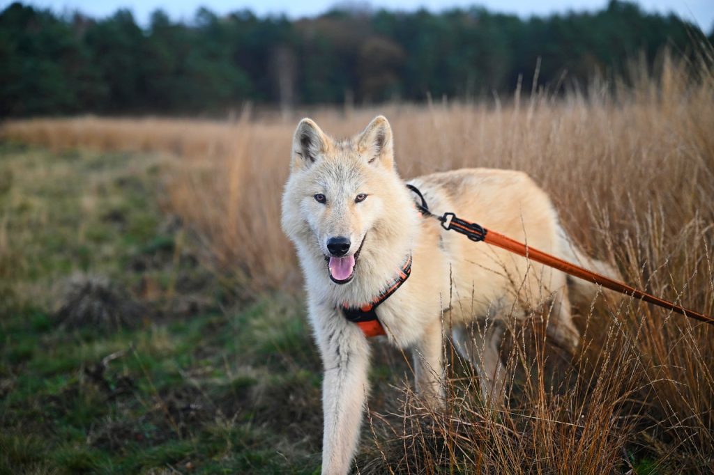 Ultimate Guide to Choosing the Best Dog Harnesses