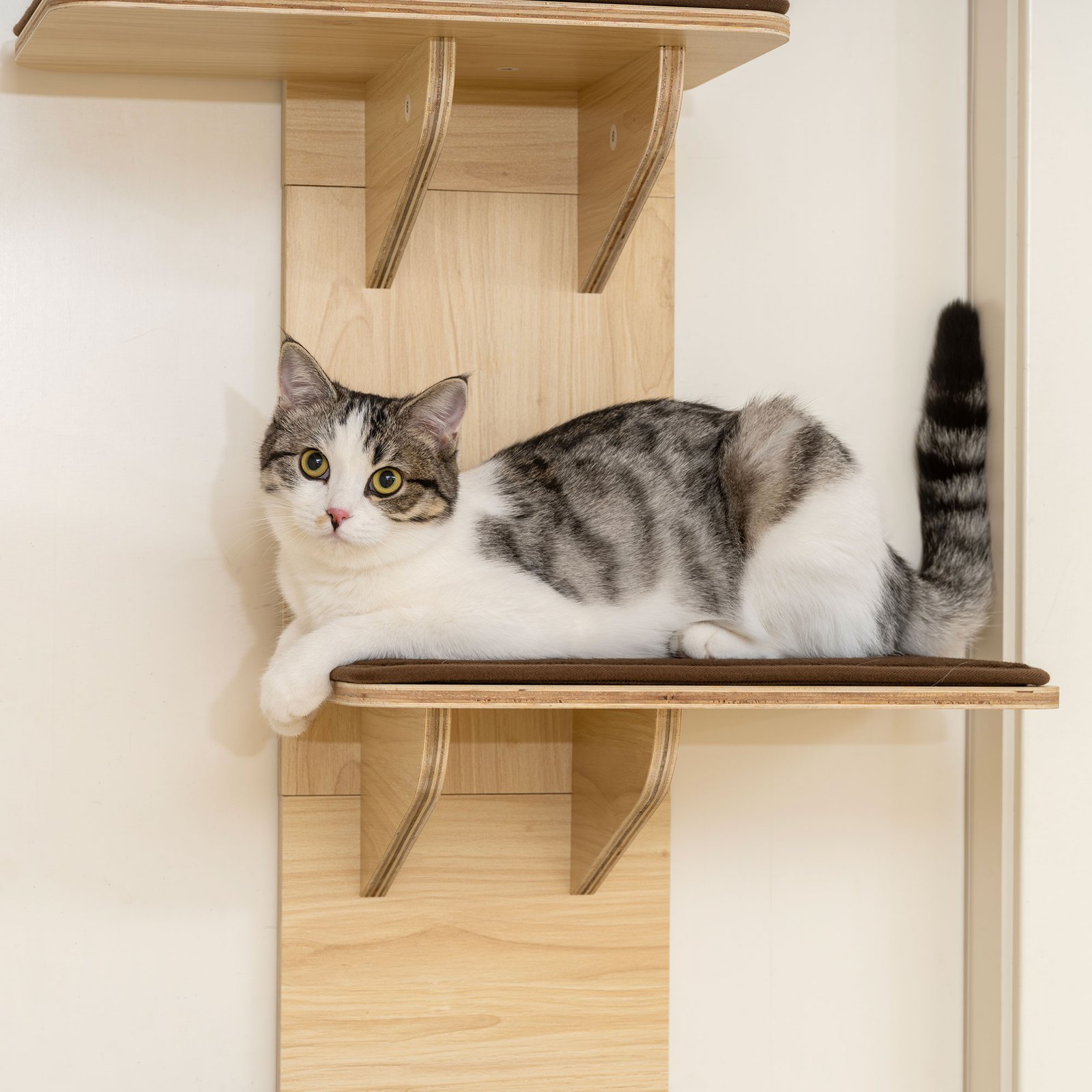 4-Level Door Mounted Cat Tree with Washable Plush Mats, Toy Balls, Door Hanging Cat Shelf for Indoor Cats - Image 8