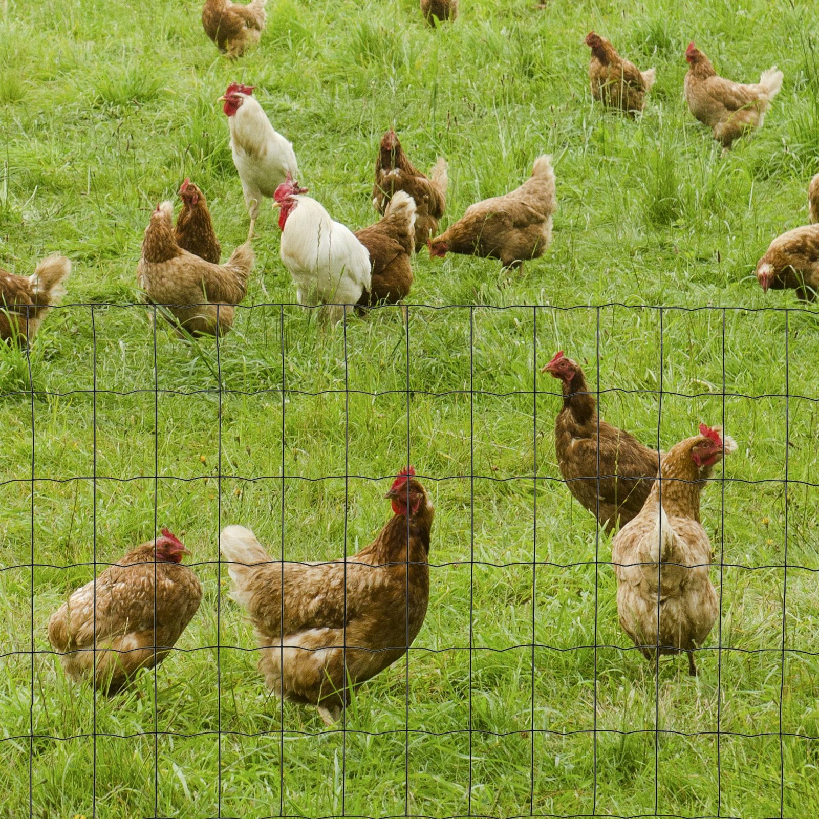 0.6M x 10M Chicken Wire Mesh Roll Rabbit Poultry Animal Fence PVC Coated Steel Metal Garden Netting Fencing