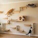 Cat Climbing Walls