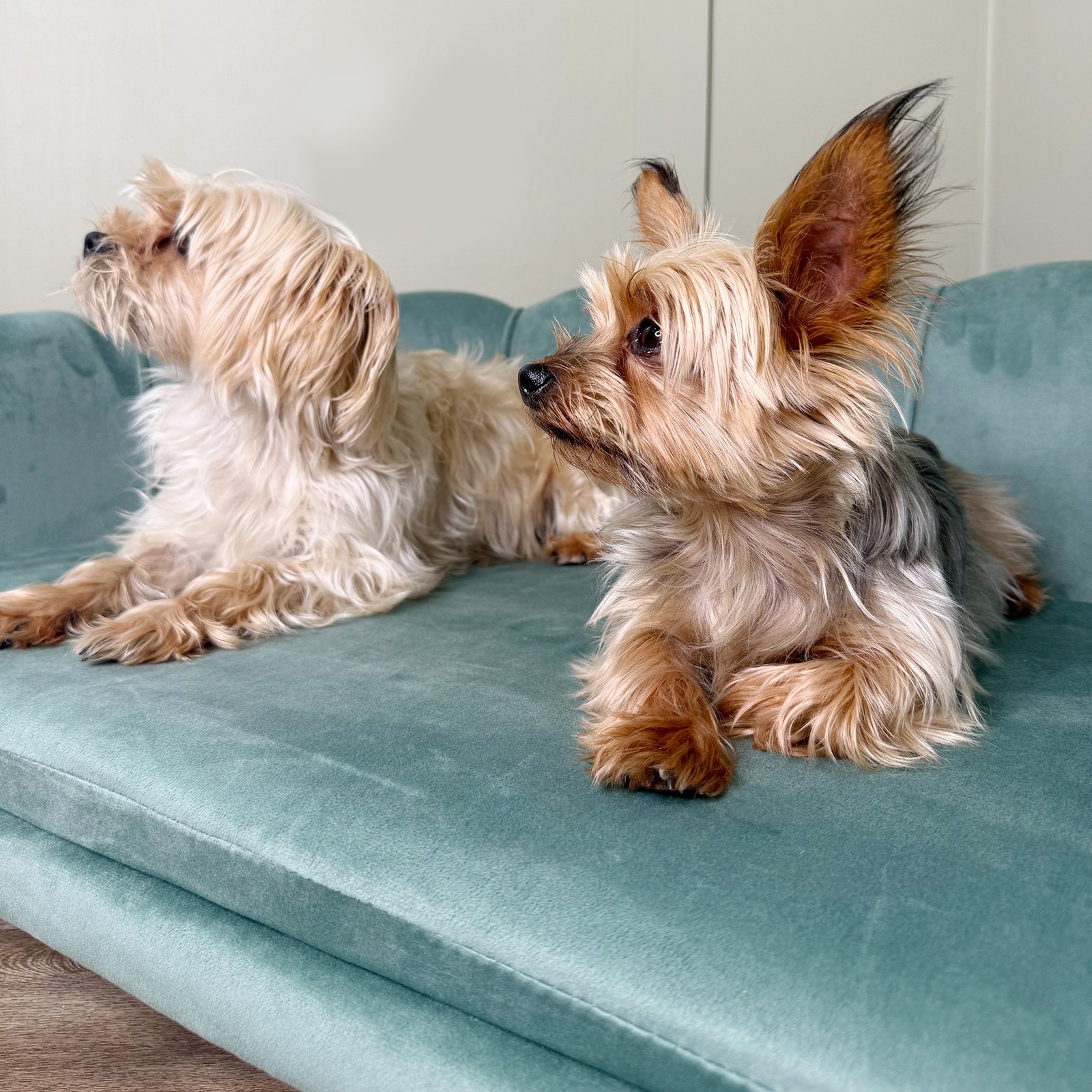 Dog Sofa, Pet Couch Bed for Medium, Large Dogs, with Legs, Cushion - Green